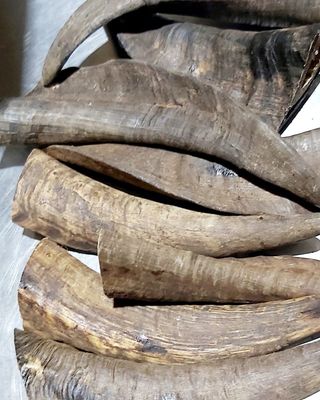 Goat Horns With Marrow 150mm-200mm x 2