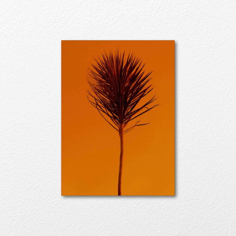 Desert Flare Desert Flare