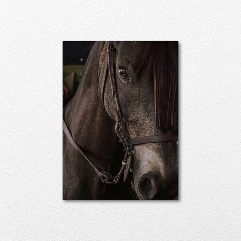 Noble Steed Noble Steed