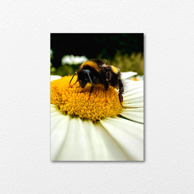 Nectar Buzz Nectar Buzz