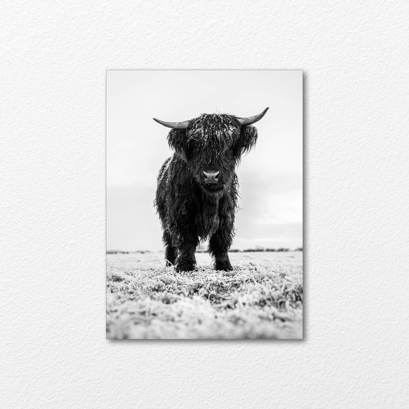 Frost Bull Frost Bull