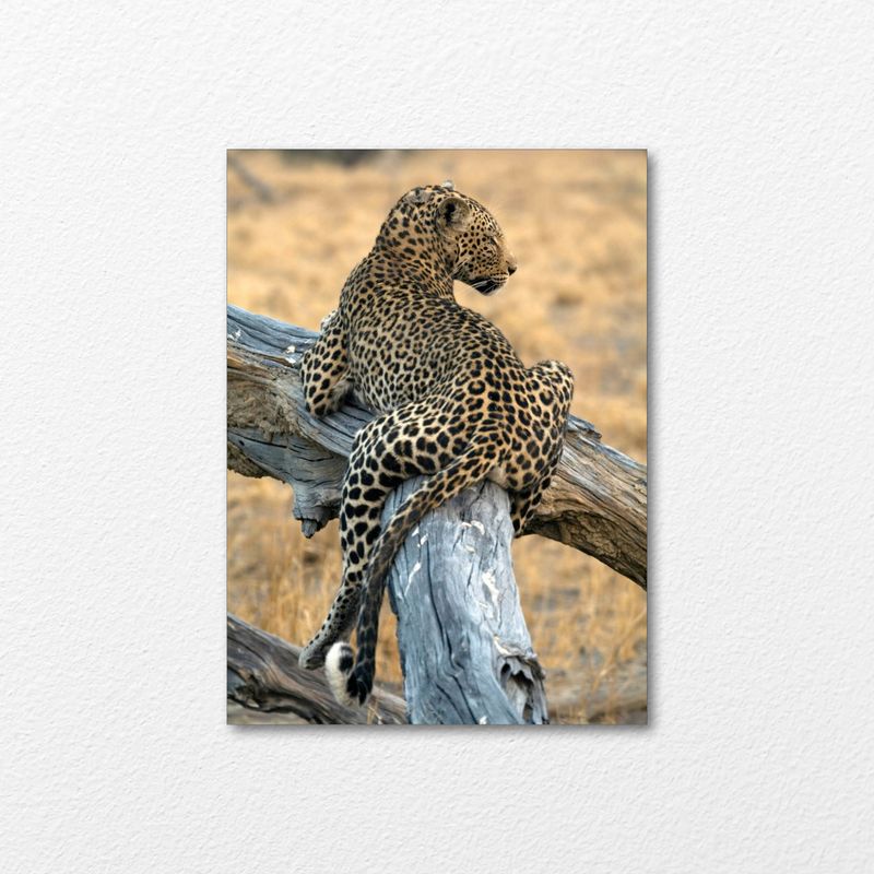 Lazy Leopard Lazy Leopard