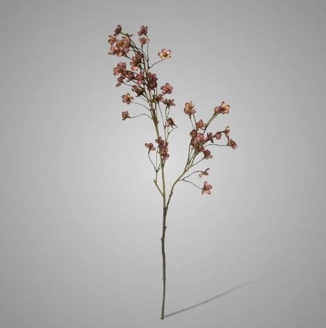 Cornus Purple M 92 cm