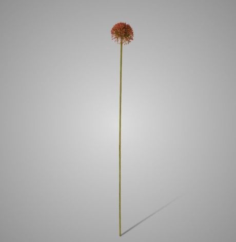 Allium 75 cm