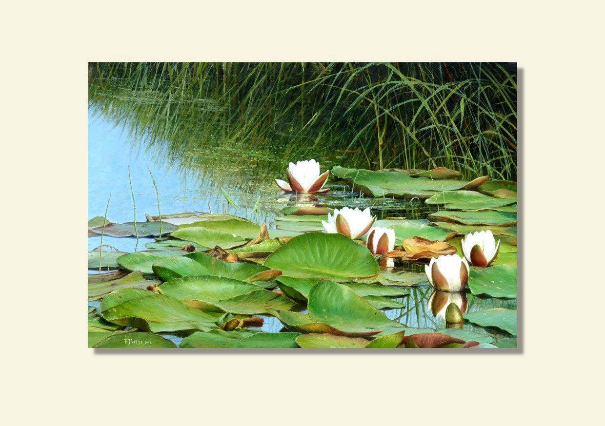 Waterlelies (908) tuinposter 80x110