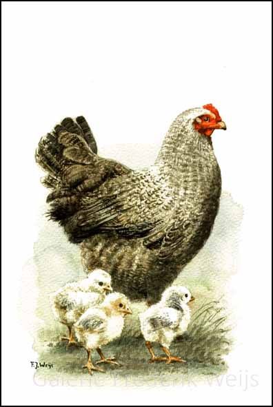 Kip met kuikens (786) tuinposter 80x110