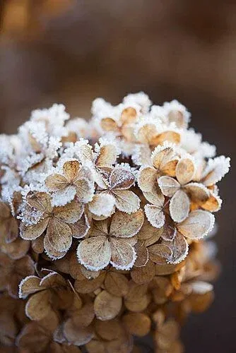 Decobordje bevroren hortensia