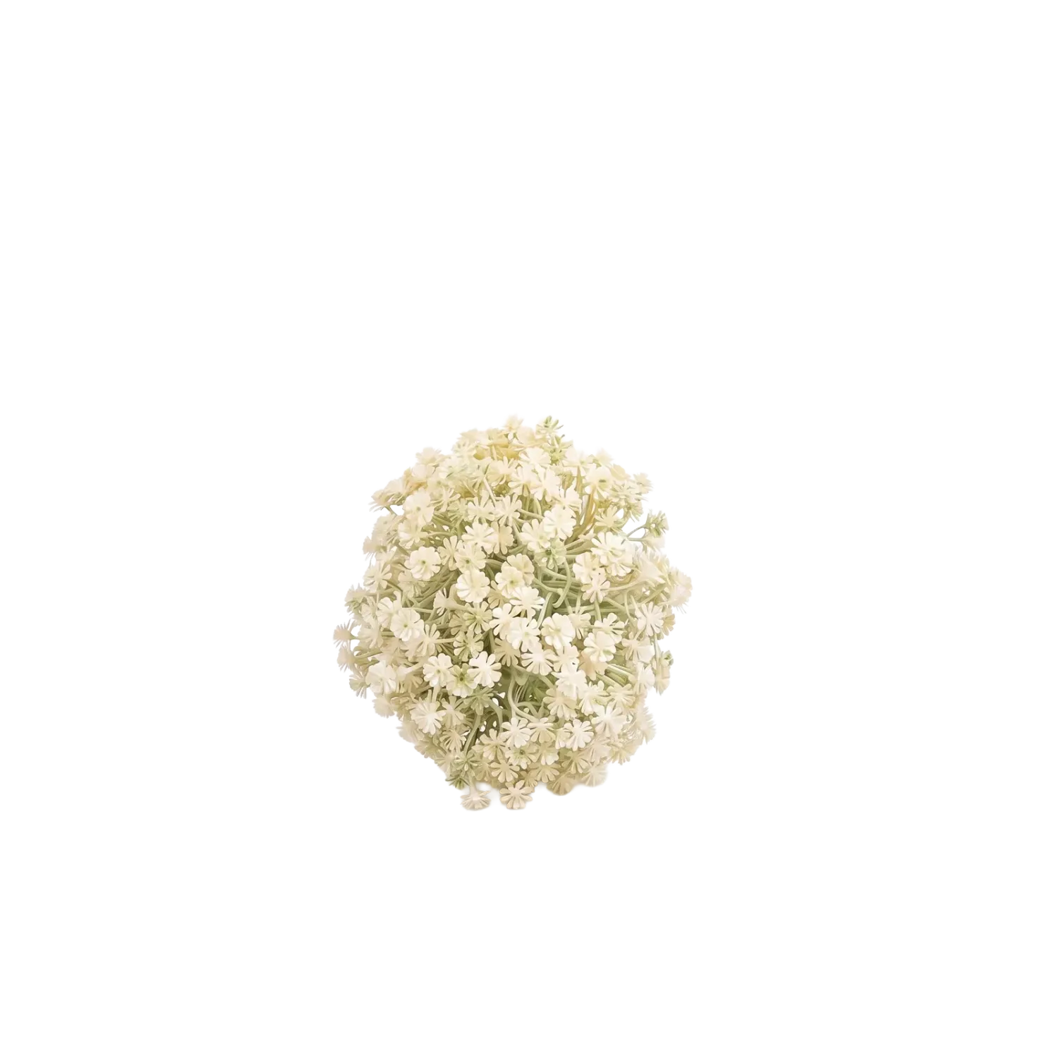 Gypsophila Bol White