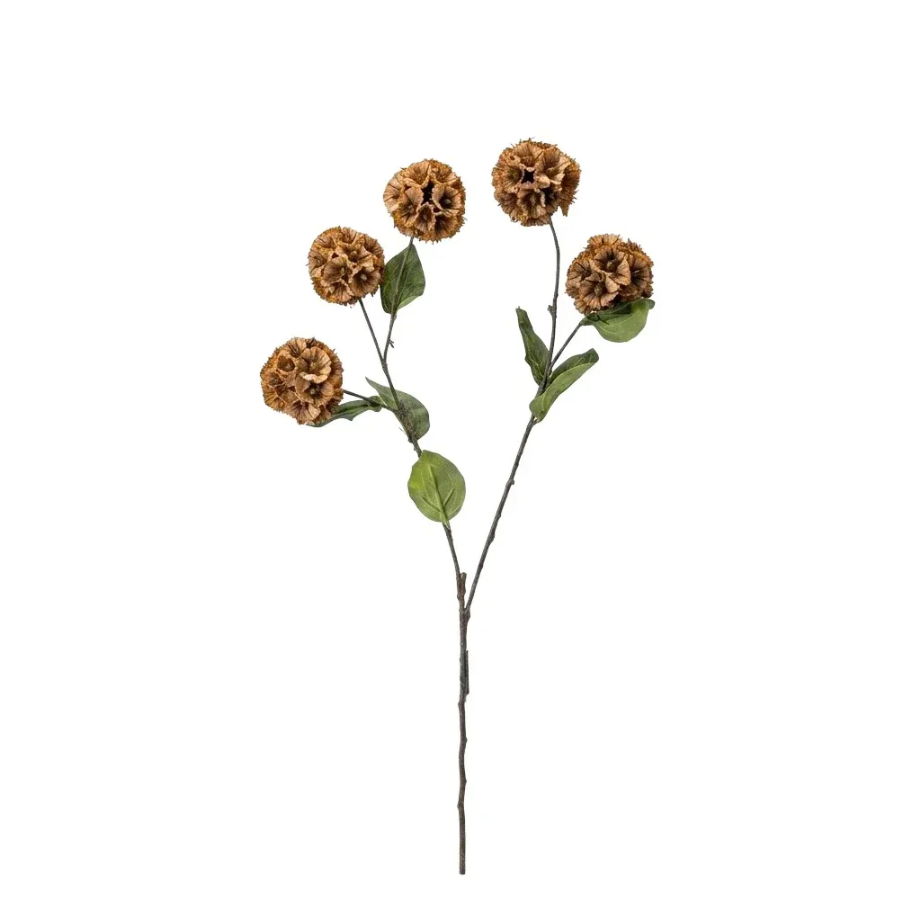 Dianthus bar. Brown