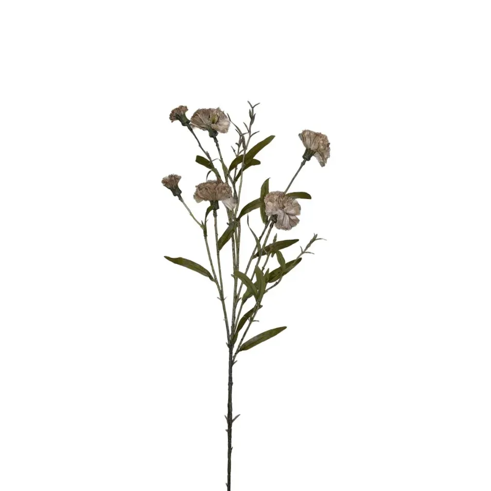 Dianthus cary Cappuccino