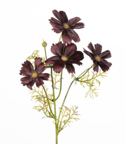 Cosmos x4 L60cm aubergine (actie)