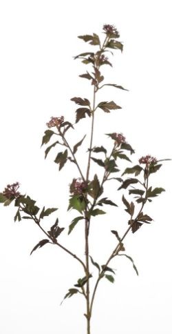 Viburnum spray x5 L90cm burgundy