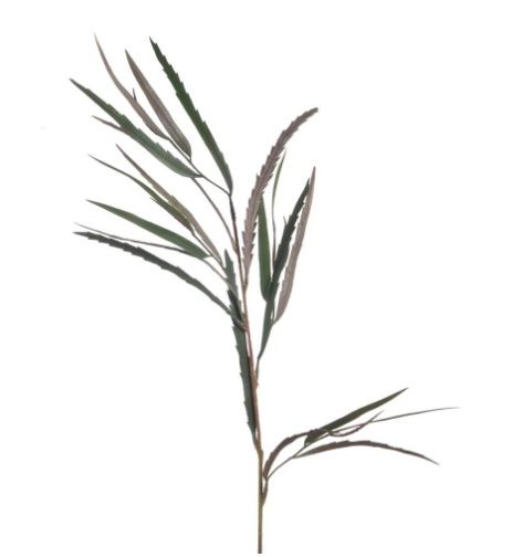 Grevillea L85cm green