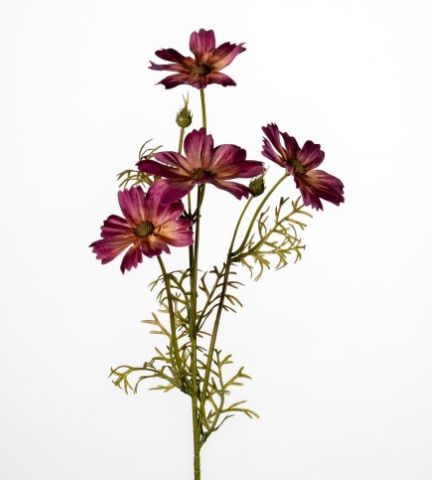 Cosmos x4 L60cm donker roze (actie)