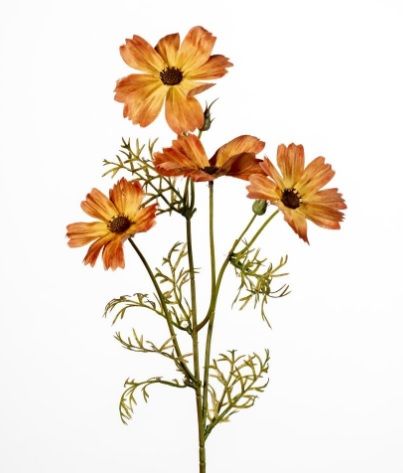 Cosmos x4 L60cm orange (actie)