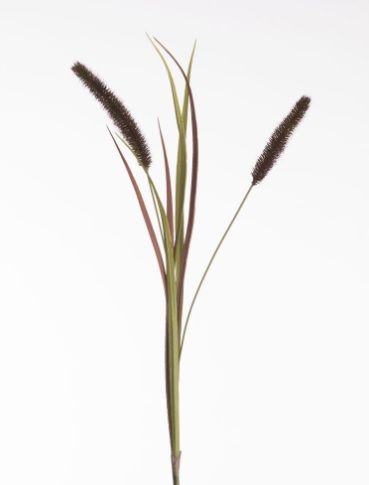 Pennisetum x2 L88cm Red