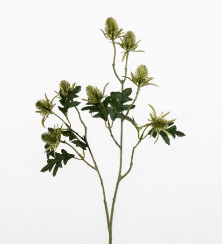 Eryngium L69cm green