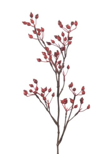 Rozenbottel Corallo Spray L61cm rood