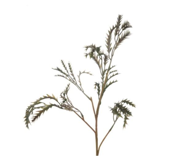 Grevillea L68cm green