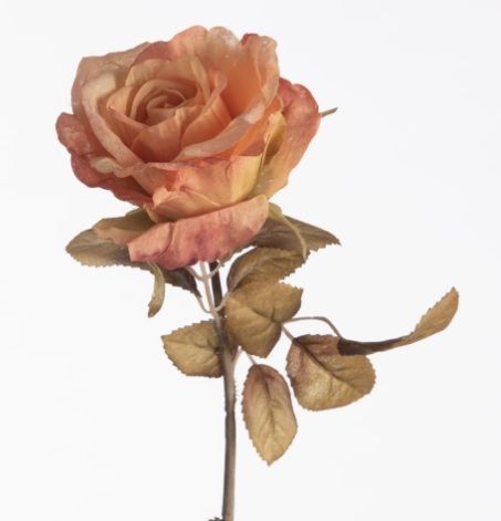 Rosa Dried L64cm peach (actie)