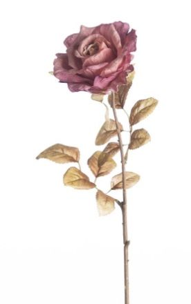 Rosa Dried L64cm purple (actie)