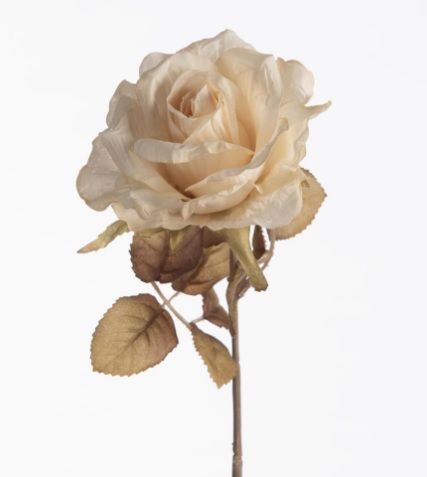 Rosa Dried L64cm cream (actie)