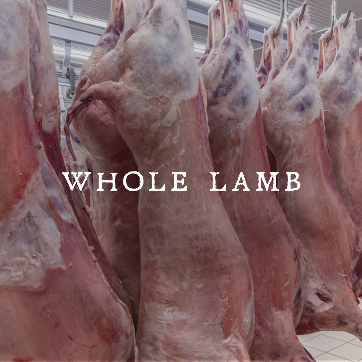 Whole Lamb