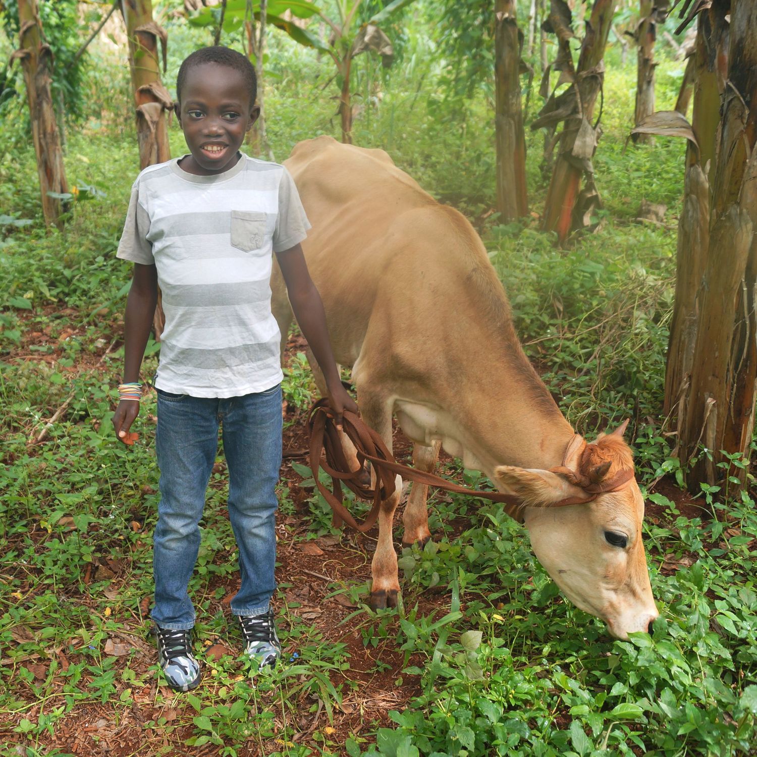 Cow (Haiti)