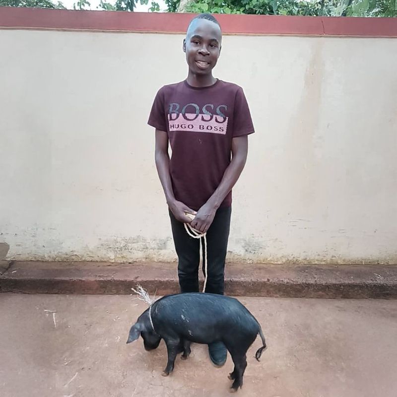 Pig (Haiti)