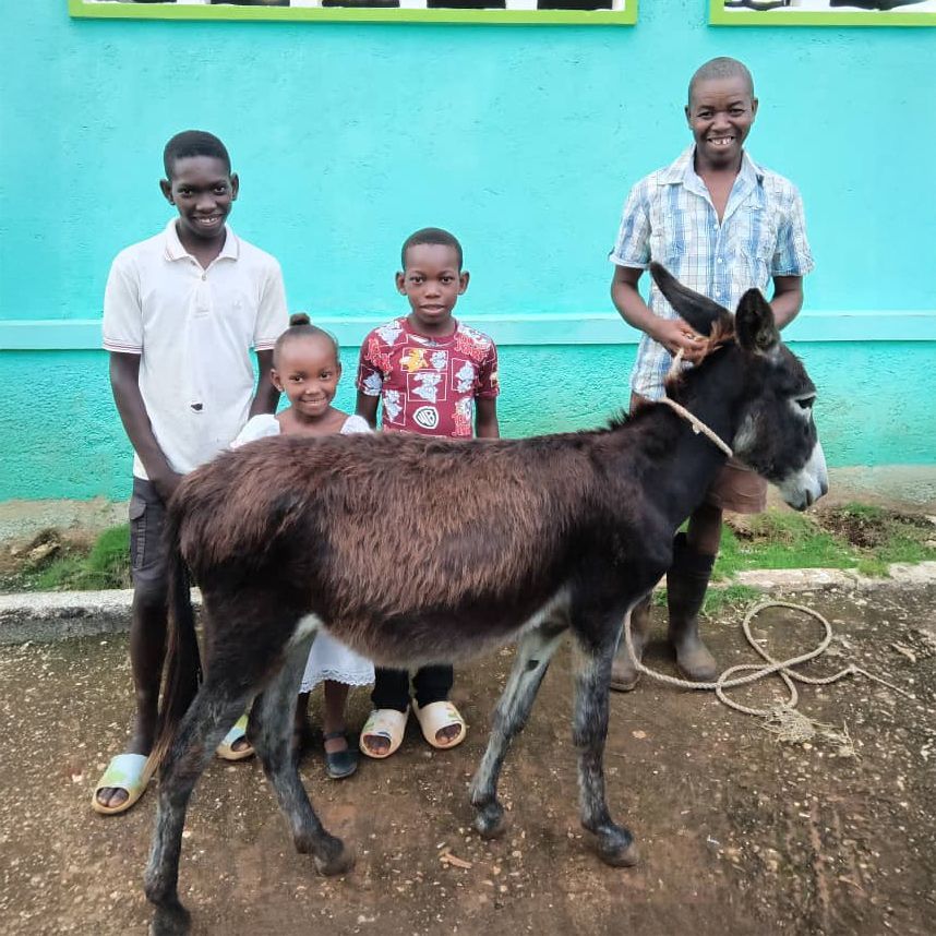 Donkey (Haiti)