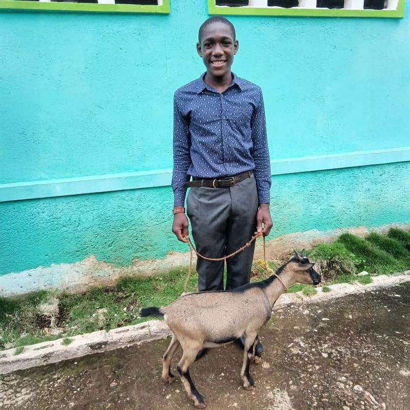 Goat (Haiti)