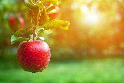 La pomme et ses bienfaits