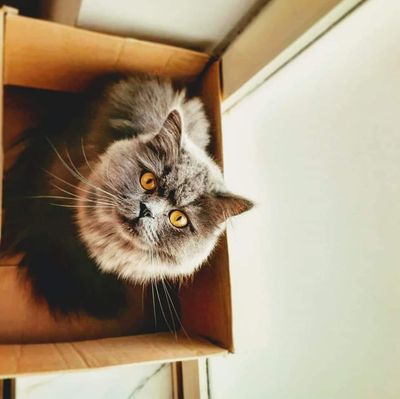 Kat