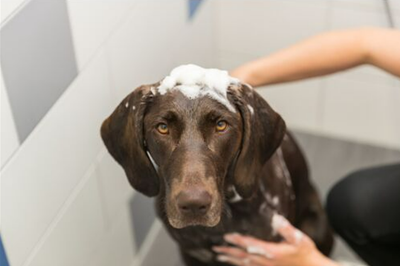 Verzorging en hygiëne