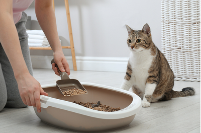 Kattenzand