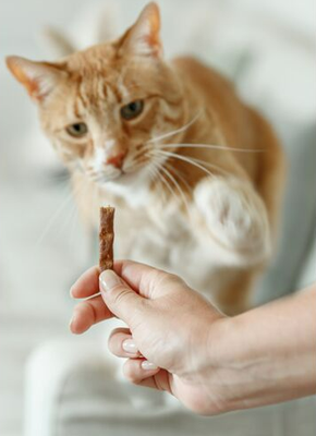 Snacks