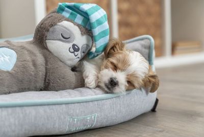 Knuffels