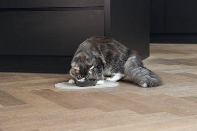 Placemats