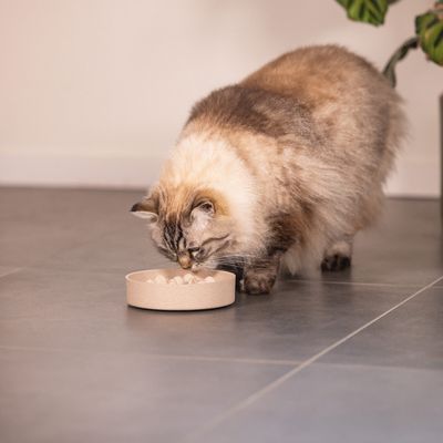 Antischrok kommen