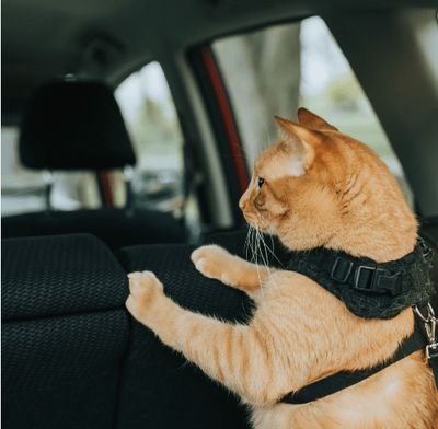 Auto
