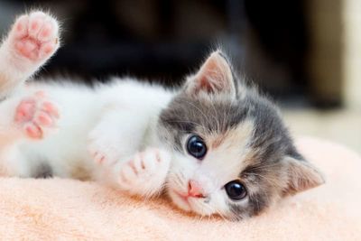 Kitten