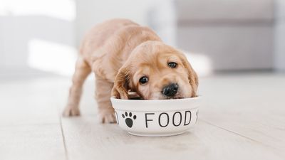 Puppy voeding