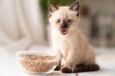 Kitten voeding