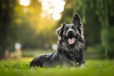 Hond