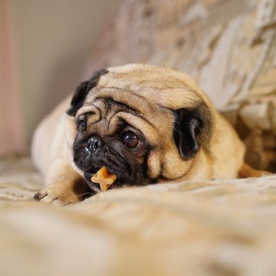 Snacks