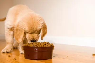 Puppy voeding