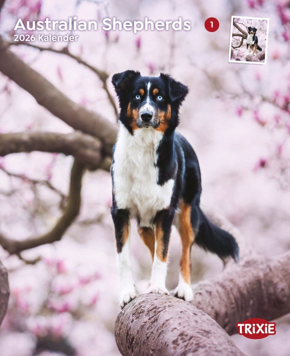 Kalender Australian Shepherds 12547