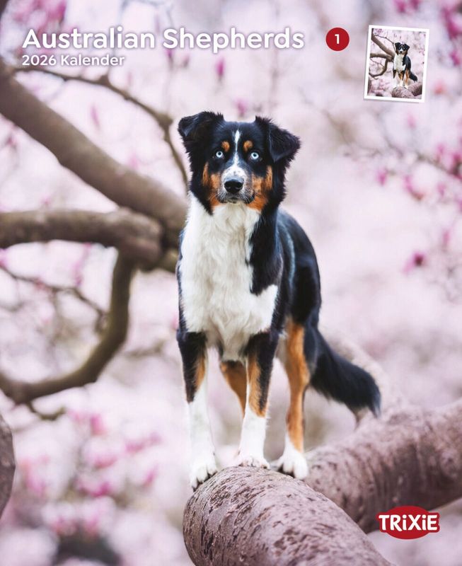 Kalender Australian Shepherds 12547