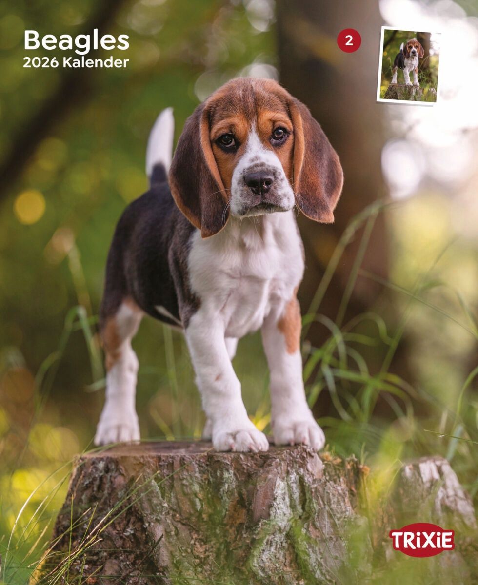 Kalender Beagles 12548