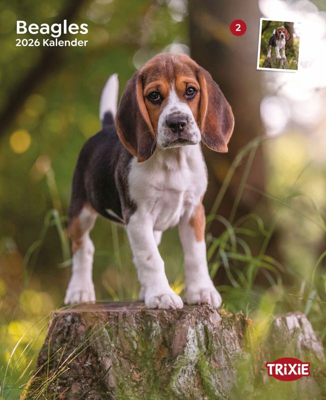 Kalender Beagles 12548